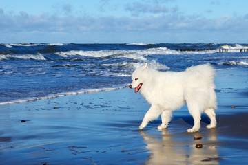 White dog Samoyed playing near the sea in Sunny day