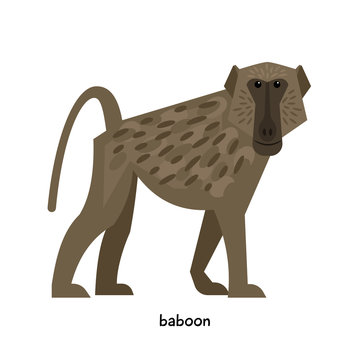 Baboon with small ears and a long snout
