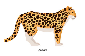 Spotted Leopard with long tail and strong legs