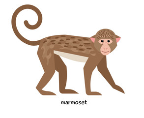 Marmoset with long tail and pink muzzle