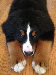 Bernese Mountain Dog