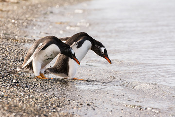 Fototapeta premium Papua penguin couple at the seaside