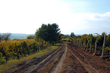 autumn landscape with beautiful vineyard