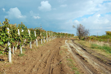 autumn landscape with beautiful vineyard
