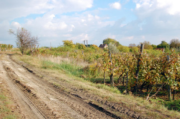 autumn landscape with beautiful vineyard