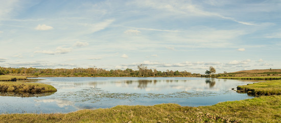 Pond in The New Forest