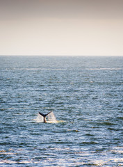 Fototapeta premium Whale Tail on Horizon