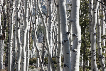 Dancing Aspens Waiting for Spring