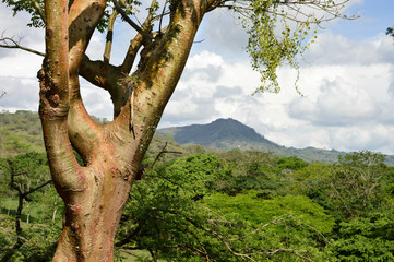 Fototapeta premium Beautiful trees in in the highlands of Matagalpa on the way to a small village of Pita, Nicaragua