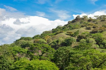 Fototapeta na wymiar Beautiful trees in in the highlands of Matagalpa on the way to a small village of Pita, Nicaragua