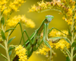 The Mantis
