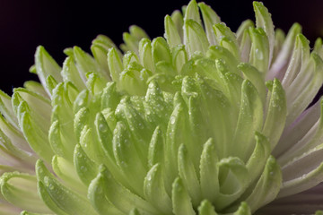 Green and light purple dahlia flower macro.