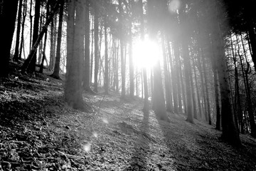 Sole tra gli alberi in un bosco di montagna che crea un riflesso