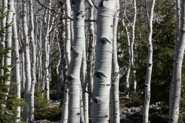 The Eye of the Aspens
