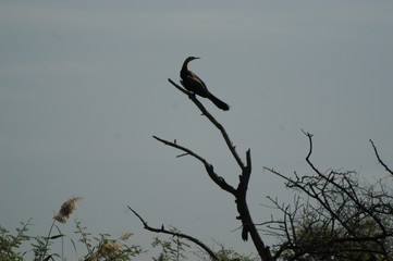 Comorant, Djoudj Bird Sanctuary, Senegal