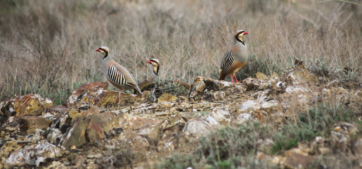 Group of Chukar Partridges (Alectoris chukar)