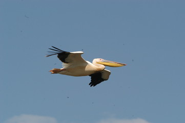 Pelican, Senegal