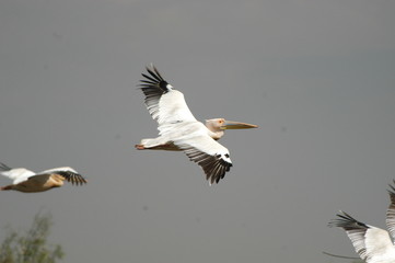 White Pelican at Djoudj Park, Senegal