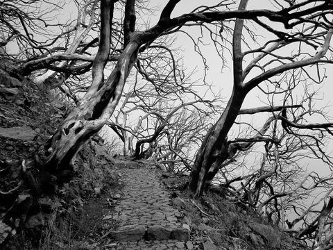 Fototapeta magic trees at fogy day