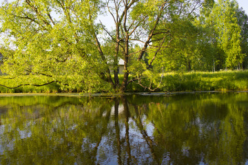 Reflection of trees in water. Peaceful rural view. Nature in beautiful bloom near the water. Background for Wallpaper. Idyllic views of nature. Branchy big tree.