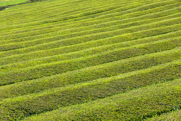 Tea plantation on Sao Miguel island, Azores, Portugal