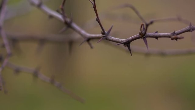 Dry Twig Of Acacia. HD RAW Video
