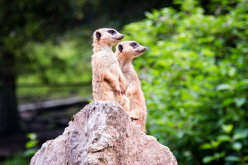 Zwei Erdmännchen stehen auf einem Stein und halten Ausschau