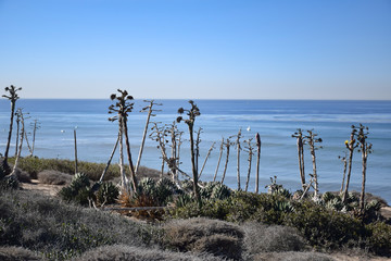 Fototapeta na wymiar Cacti growing wild by the beach