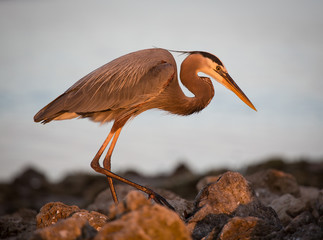 Heron on Rocks