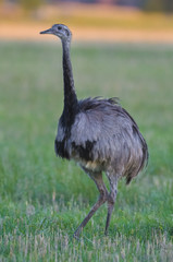 Greater Rhea, Rhea americana, La Pampa , Argentina