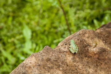 Horizontal photo in color and shallow depth of field of a lonely grreen frog about to jump to cliff