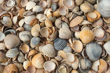  seashells on the beach, background of a variety