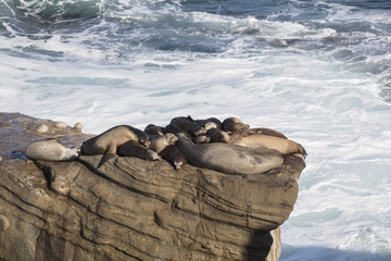 Fototapeta premium Group of Seals Resting on a Cliff