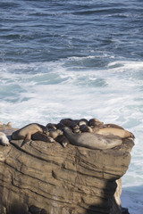 Fototapeta premium Grupa fok spoczywających na klifie