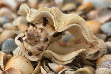 big shell a lot of small seashells strong eat the weak background