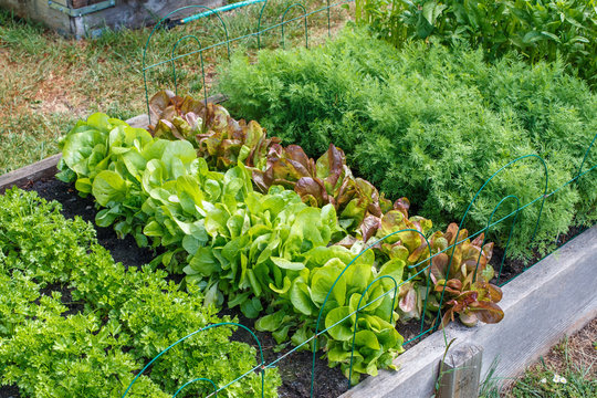 Rows of green vegetables grow an urban community garden