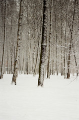 Winter Park or Forest Snow Landscape 