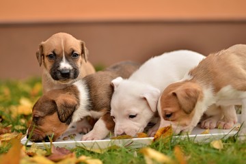 American staffordshire terrier puppie