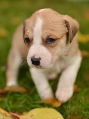 American staffordshire terrier puppie