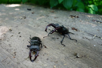 Beetle deer