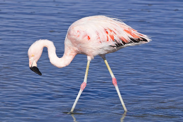 Fototapeta na wymiar James's flamingo (Phoenicoparrus jamesi)