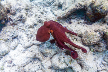 Alive red octopus sitting on coral reef, Maldives