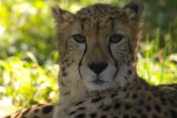 lion