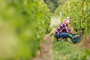 female farmer in vineyard