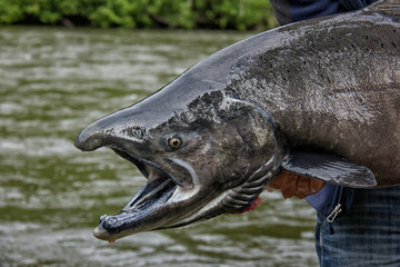 King Salmon fishing in the pristine wilderness of the Yukon in C
