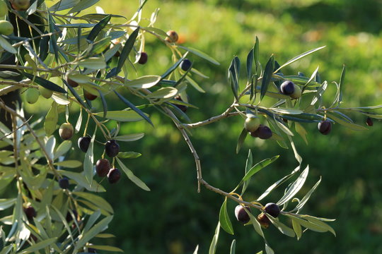Branches with olives