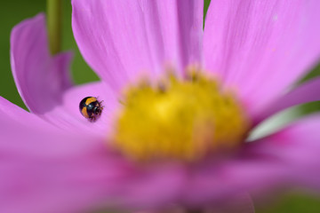 ladybug on flower