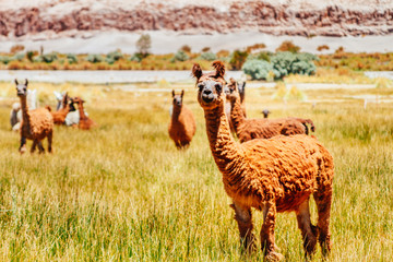 Llamas in plain of Argentina with mountains of background