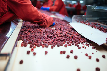 Factory for freezing and packing fruits. Unrecognizable worker's hands in protective blue gloves working on line for selection of frozen raspberries. 