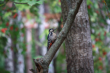 Woodpecker sitting on the tree in the forest. Birds